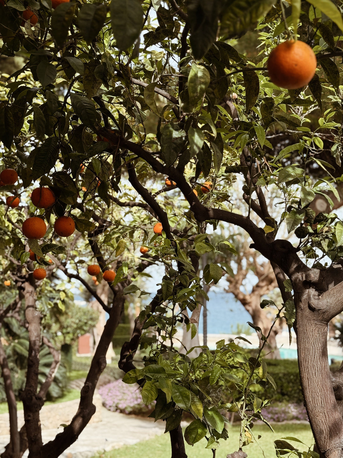 POSTCARD FROM SICILY