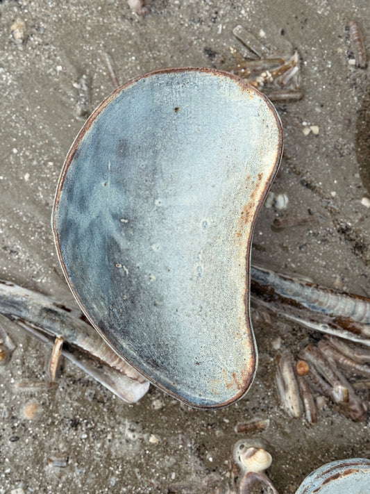 A Seashell